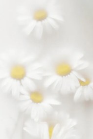 Foto Daisies, Magda Izzard