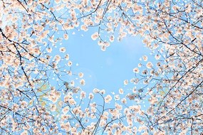 Foto Cherry blossom, YuriF, (40 x 26.7 cm)
