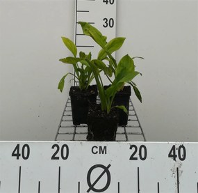 Lysichiton camtschatcensis - pot 9x9 cm -