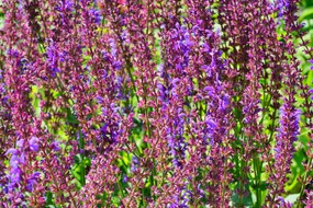 Salvia x sylvestris 'Dear Anja' - pot 9x9 cm