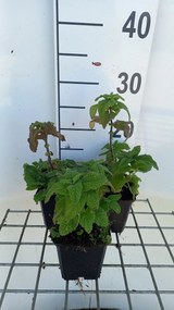 Teucrium hyrcanicum - pot 9x9 cm -