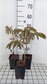 Paeonia 'Felix Crousse' - pot 1L