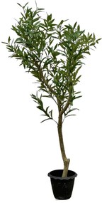 Kunst Olijfboom - 160 cm
