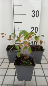 Epimedium x youngianum 'Roseum' - pot 9x9 cm