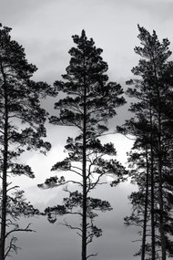 Kunstfotografie Swedish Trees, Mareike Böhmer, (26.7 x 40 cm)