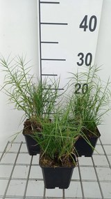 Carex muskingumensis 'Little Midge' - pot 9x9 cm