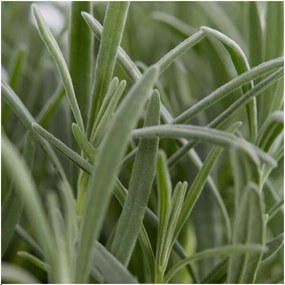 6 pack Lavendel angustifolia - 6 xØ7 cm - ↕15 cm