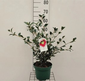 Camellia sasanqua - pot - 40-50 cm