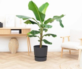 Bananenplant (Musa) - 160cm