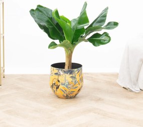 Bananenplant - 70 cm