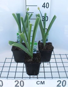 Allium 'Mount Everest' - pot 1L -