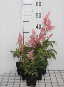 Astilbe 'Fanal' - pot 9x9 cm -