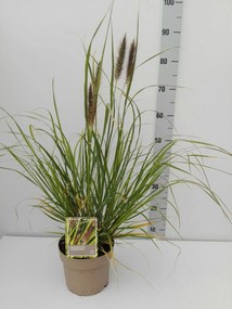 Pennisetum alopecuroides f. viridescens - pot 3L -