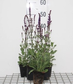 Salvia nemorosa 'Caradonna' - Bossalie - pot 9x9 cm -