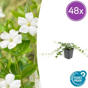 Vinca minor 'Alba' - 20cm