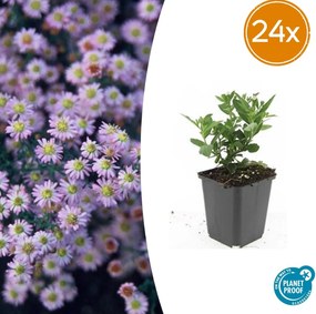 Aster ageratoides 'Stardust' - 20cm