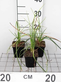 Kniphofia 'Mango Popsicle' - pot 9x9 cm -