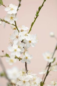 Foto Cherry tree flowers, Studio Collection