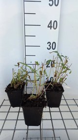Epilobium angustifolium - pot 9x9 cm