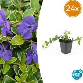 Vinca Minor 'Ralph Shugert' - 20cm