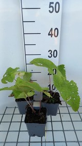 Phlomis tuberosa 'Amazone' - pot 9x9 cm -