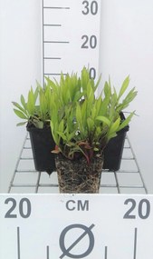 Aster 'Prof. Anton Kippenberg' - pot 9x9 cm