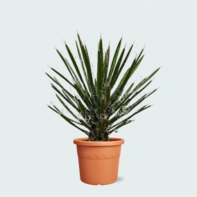 Yucca Filifera - 80cm
