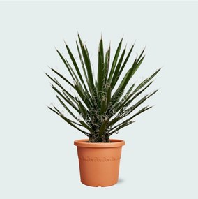 Yucca Filifera - 90cm