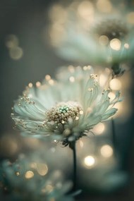 Foto Mint Flower, Treechild