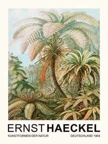 Kunstreproductie Filicinae–Laubfarne / Rainforest Trees (Vintage Academia) - Ernst Haeckel, (30 x 40 cm)