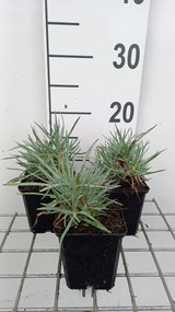 Dianthus gratianopolitanus 'Rotkäppchen' - pot 9x9 cm