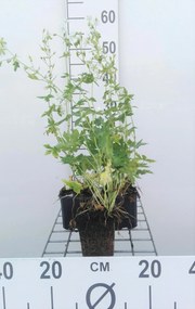 Geranium phaeum 'Album' - pot 9x9 cm -