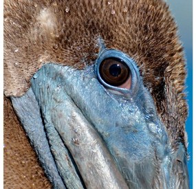 Goossens Schilderij Pelican Wildlife, 74 x 74  cm