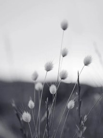 Foto Field Grass, Sisi & Seb, (30 x 40 cm)