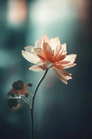 Foto Coral Flowers At Night, Treechild