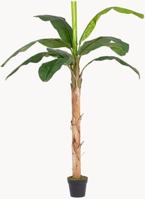 Outdoor kunstplant Banana, H 210 cm