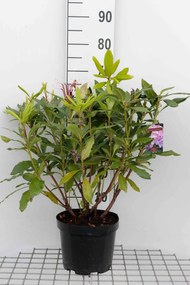 Rhododendron ponticum - pot - 40-60 cm -