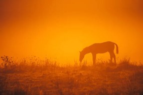 Kunstfotografie Horse silhouette on morning meadow. Orange, kovop58, (40 x 26.7 cm)