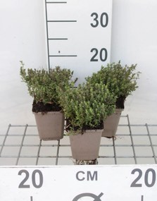 Thymus vulgaris 'Compactus' - pot 9x9 cm (Tijm - 'Groene Tijm' / 'Compacte Tijm' (syn.)) -