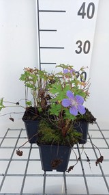 Geranium himalayense 'Gravetye' - pot 9x9 cm