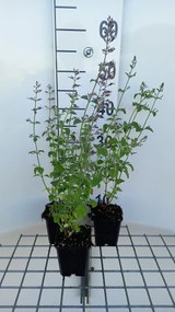 Calamintha nepeta 'Blue Cloud' - pot 9x9 cm -