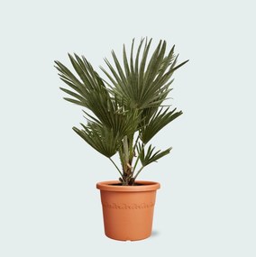 Chamaerops Humilis Vulcano - 80cm