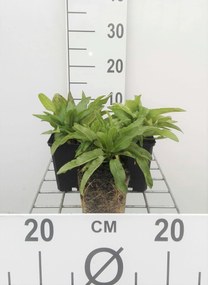 Campanula glomerata 'Acaulis' - pot 9x9 cm
