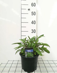 Salie, keukensalie - pot 2L (Salvia officinalis) -