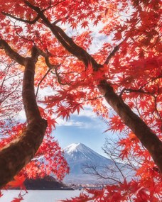 Foto Mt.fuji is in the autumn leaves, Makiko Samejima