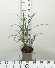 Miscanthus sinensis 'Zebrinus' - pot 3L