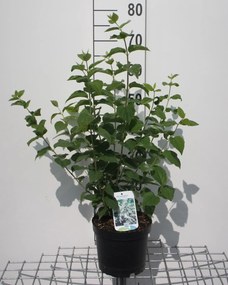 Philadelphus 'Bouquet Blanc' - pot - 50-60 cm