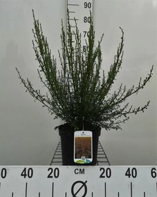 Cytisus 'Burkwoodii' - pot - 40-60 cm