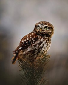 Foto Morning with owl, Michaela Firesova, (30 x 40 cm)
