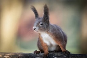 Foto Adventures of cute and funny squirrel, Barbara Cerovsek, (40 x 26.7 cm)